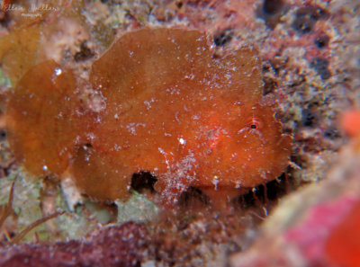 Dwarf Frogfish
