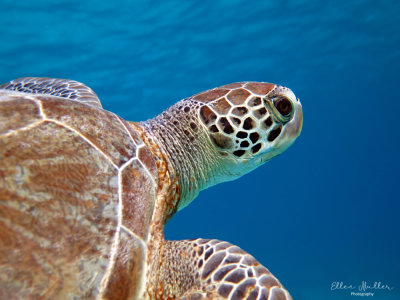 Green Turtle