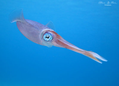 Reef Squid