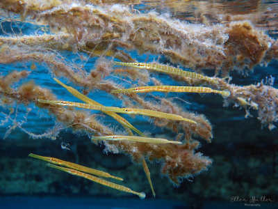 Baby Trumpetfish