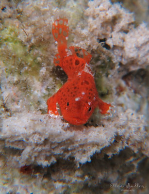 Baby Frogfish