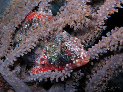 Sleeping Parrotfish