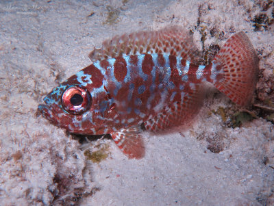 Glasseye Snapper