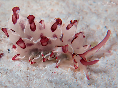 Harlequin Glass Slug