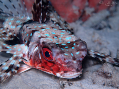 Flying Gurnard