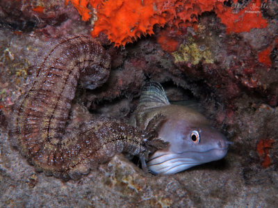Beaded Sea Cucumber & Eel