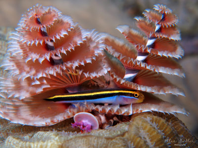 Goby & Worms