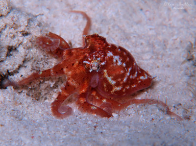 Octopus mercatoris