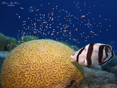 Brain Coral Spawning