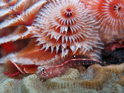 Glass Blenny & Worms