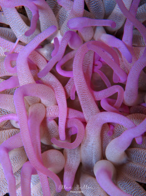 Anemone
