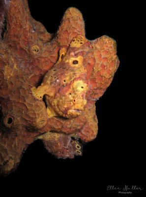 Frogfish Pair