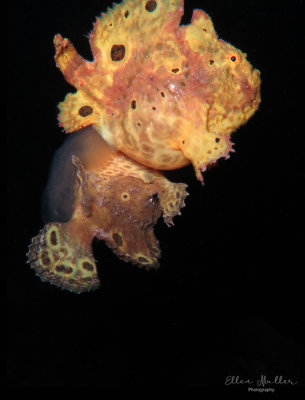 Frogfish Spawning