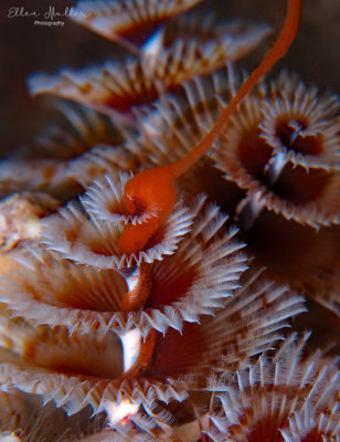 Christmas Tree Worms Spawning