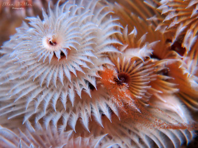 Christmas Tree Worms Spawning