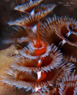 Christmas Tree Worms Spawning