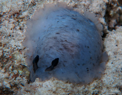 Discodoris krebsii
