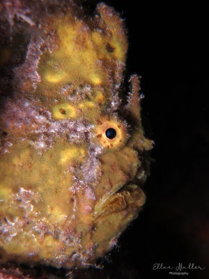 Frogfish Profile