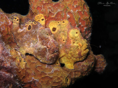 Frogfish Pair