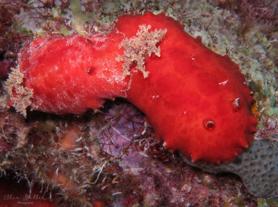 Leather-backed Platydoris