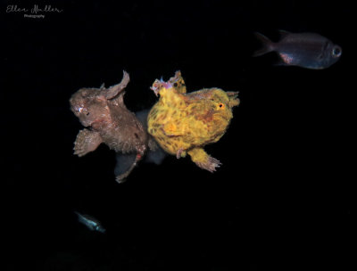 Frogs Spawning