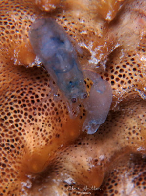 Snapping Shrimp