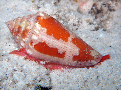 Conus aurantius