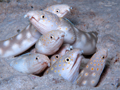 Sharptail Eels