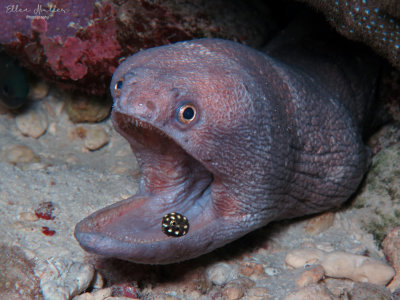 Broadbanded Moray & Baby Trunkfish