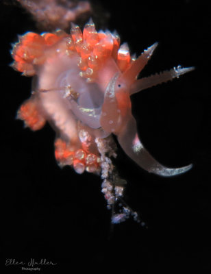 Austraeolis catina