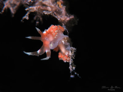 Austraeolis catina