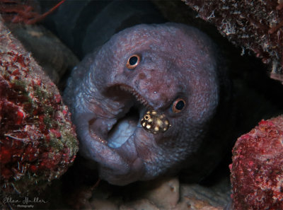 Broadbanded Moray & Baby Trunkfish