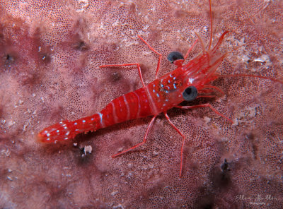 Red Night Shrimp