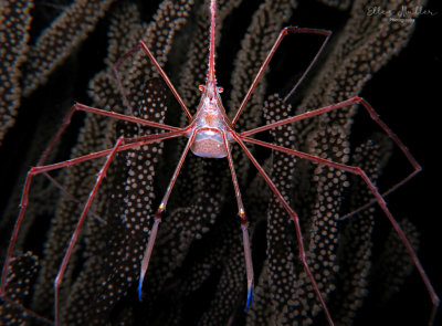Arrow Crab