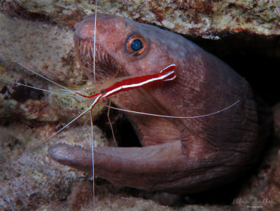 Broadbanded Moray & Scarlet Lined Cleaner Shrimp