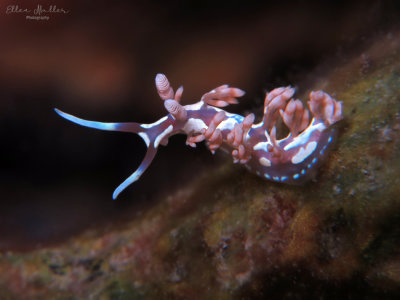 Flabellina engeli