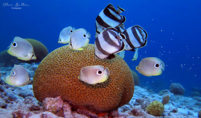 Grooved Brain Coral Spawning