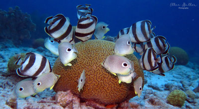Grooved Brain Coral Spawning
