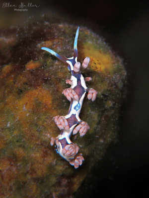 Flabellina engeli