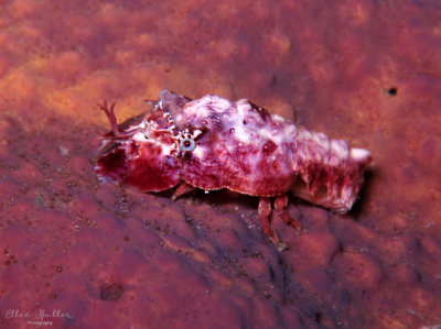 Juvenile Spanish Slipper Lobster