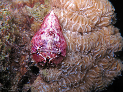 Juvenile Spanish Slipper Lobster