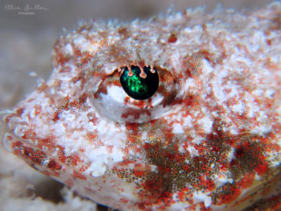 Mushroom Scorpionfish