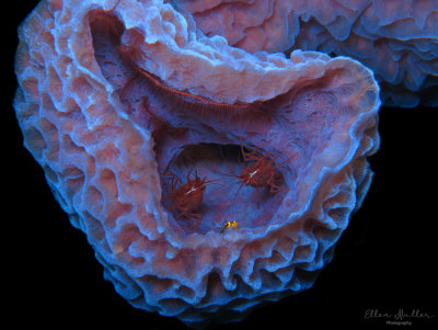 Vase Sponge & Shrimp