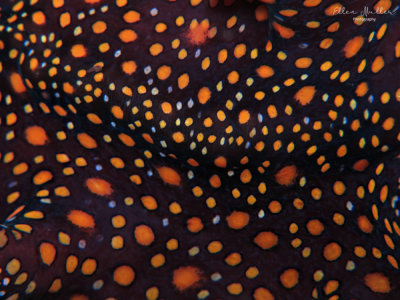 Leopard Flatworm Detail