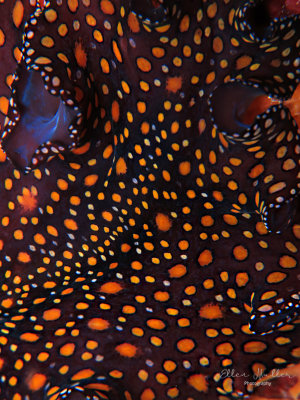 Leopard Flatworm