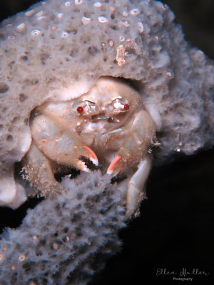 Redeye Sponge Crab Juvenile