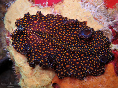 Leopard Flatworm