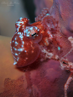 Octopus mercatoris