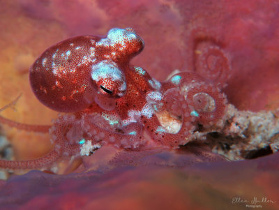 Octopus mercatoris