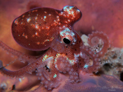 Octopus mercatoris